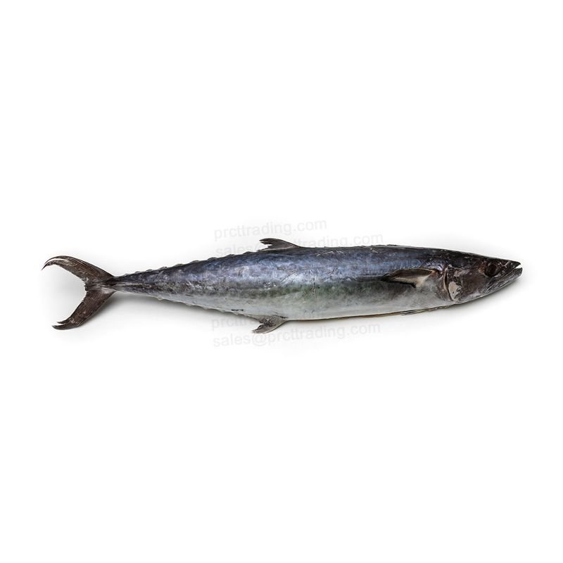 Netuno King Fish Whole