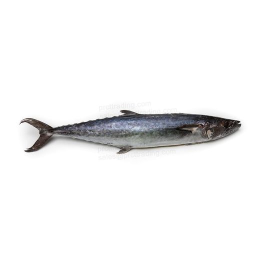Netuno King Fish Whole